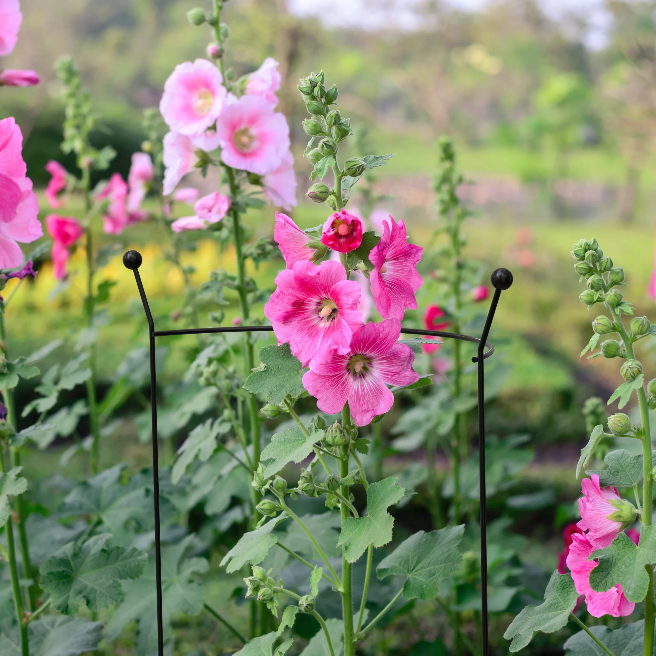 Panacea Steel Curved Plant Support (L)81cm (Dia)56cm 4 Panacea Steel Curved Plant Support (L)81cm (Dia)56cm - Image 2