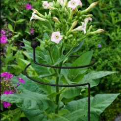 Panacea Steel Single Stem Plant Support (L)130cm (Dia)20cm 5 Panacea Steel Single Stem Plant Support (L)130cm (Dia)20cm -Gardens and Outdoor panacea steel single stem plant support l 130cm dia 20cm0093432825426 01i bq