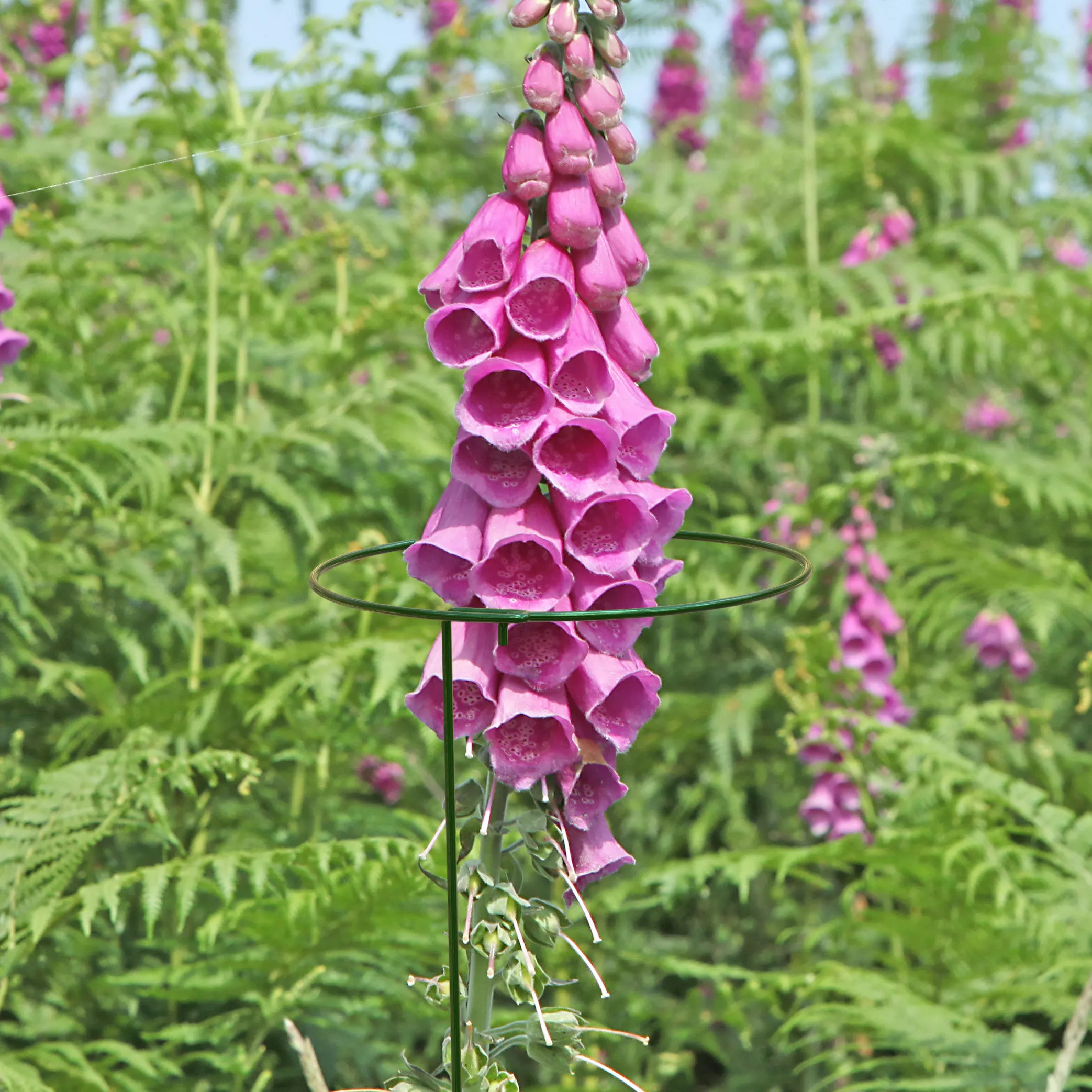 Panacea Steel Single Stem Plant Support (L)75cm (Dia)15cm, Pack Of 3 4 Panacea Steel Single Stem Plant Support (L)75cm (Dia)15cm, Pack Of 3 - Image 2