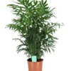 Parlour Palm In 19cm Pot -Gardens and Outdoor parlour palm in 19cm pot5059340224398 02c