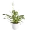 Peace Lily In 14cm White Ceramic Grow Pot