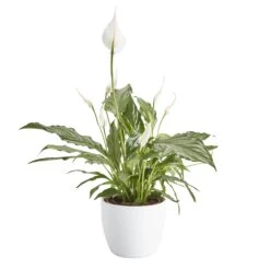 Peace Lily In 14cm White Ceramic Grow Pot