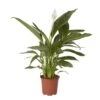 Peace Lily In 17cm Terracotta Plastic Grow Pot -Gardens and Outdoor peace lily in 17cm terracotta plastic grow pot3663602462668 02c bq