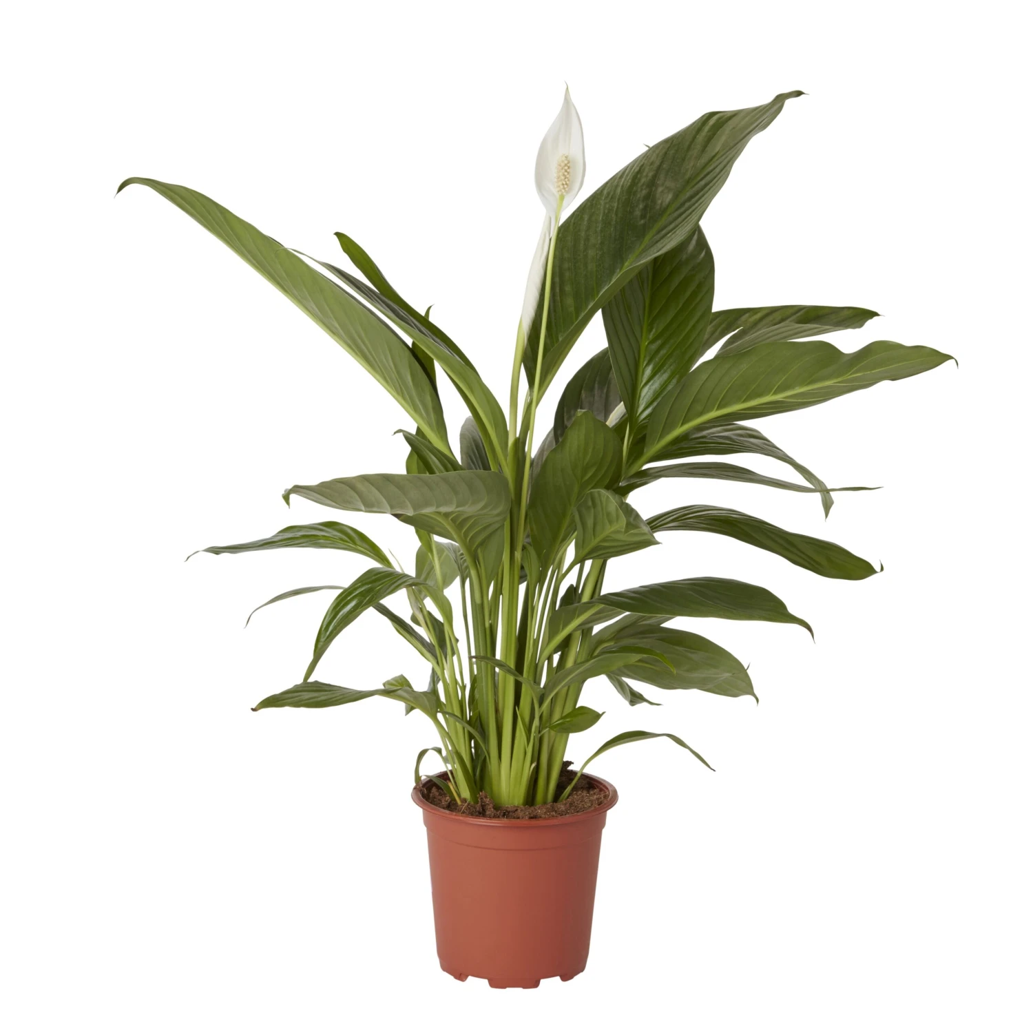Peace Lily In 17cm Terracotta Plastic Grow Pot 3 Peace Lily In 17cm Terracotta Plastic Grow Pot