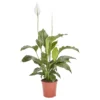 Peace Lily In 21cm Terracotta Plastic Grow Pot 2 Peace Lily In 21cm Terracotta Plastic Grow Pot -Gardens and Outdoor peace lily in 21cm terracotta plastic grow pot3663602462651 02c bq