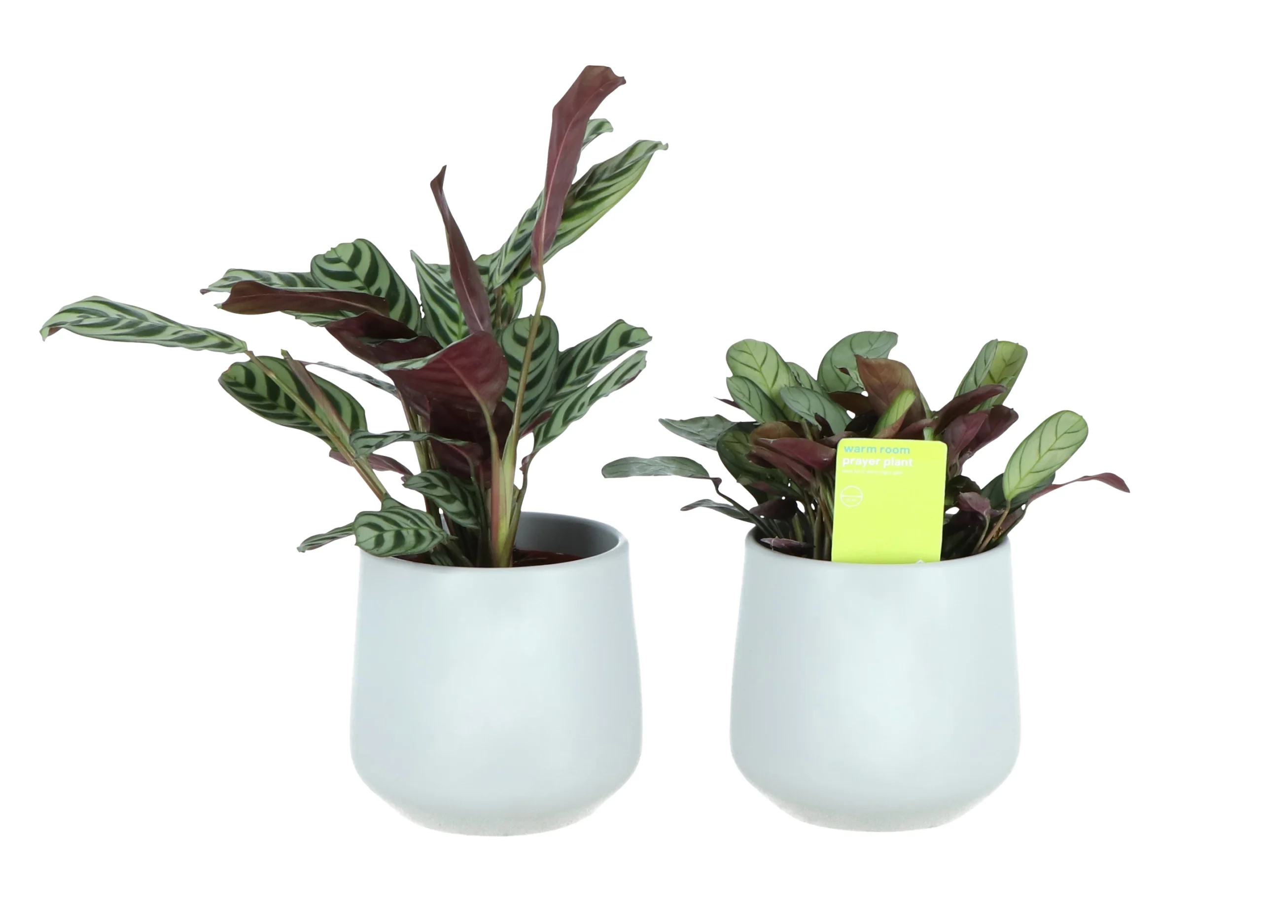 Prayer Plant Pale Grey Ceramic Decorative Pot 3 Prayer Plant Pale Grey Ceramic Decorative Pot