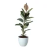 Rubber Plant In 24cm Assorted Ceramic Decorative Pot 1 Rubber Plant In 24cm Assorted Ceramic Decorative Pot -Gardens and Outdoor rubber plant in 24cm assorted ceramic decorative pot5059340827810 02c