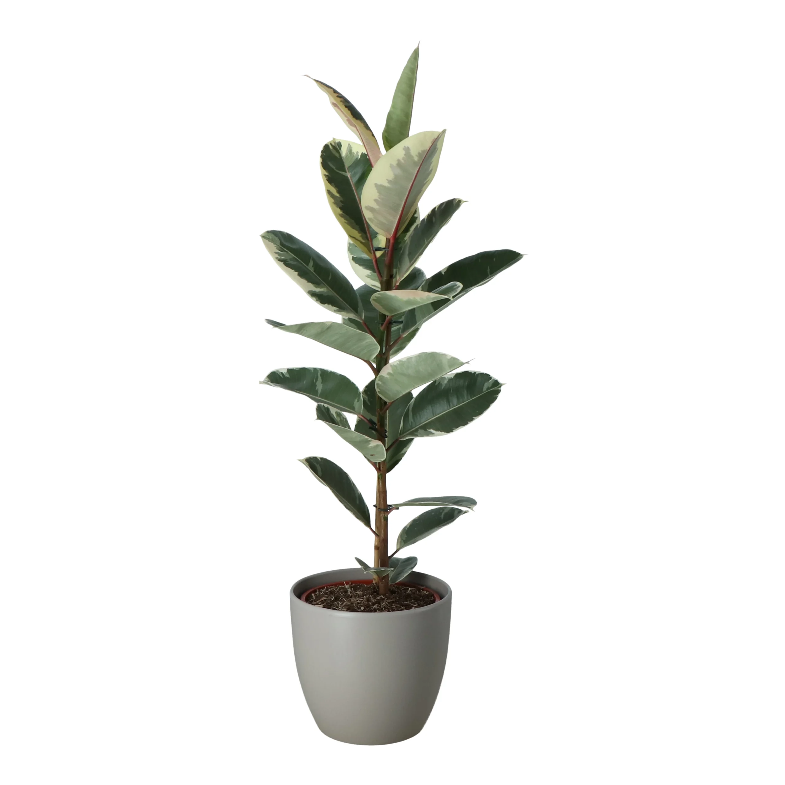 Rubber Plant In 24cm Assorted Ceramic Decorative Pot 4 Rubber Plant In 24cm Assorted Ceramic Decorative Pot - Image 2