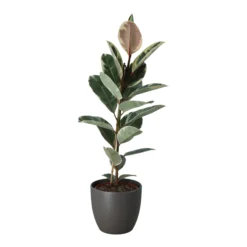 Rubber Plant In 24cm Assorted Ceramic Decorative Pot 7 Rubber Plant In 24cm Assorted Ceramic Decorative Pot -Gardens and Outdoor rubber plant in 24cm assorted ceramic decorative pot5059340827810 22c