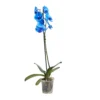 Single Stem Blue Moth Orchid In 12cm Clear Plastic Grow Pot -Gardens and Outdoor single stem blue moth orchid in 12cm clear plastic grow pot3663602462927 02c bq