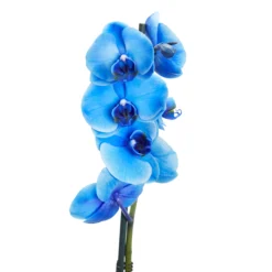Single Stem Blue Moth Orchid In 12cm Clear Plastic Grow Pot -Gardens and Outdoor single stem blue moth orchid in 12cm clear plastic grow pot3663602462927 37c bq