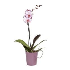 Single Stem Orchid In 12cm Assorted Ceramic Decorative Pot -Gardens and Outdoor single stem orchid in 12cm assorted ceramic decorative pot3663602462941 22c bq