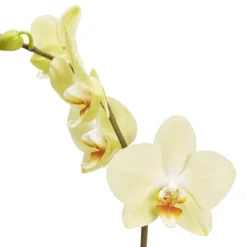 Single Stem Orchid In 12cm Assorted Ceramic Decorative Pot -Gardens and Outdoor single stem orchid in 12cm assorted ceramic decorative pot3663602462941 36c bq