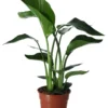 Strelitzia In 17cm Terracotta Plastic Grow Pot -Gardens and Outdoor strelitzia in 17cm terracotta plastic grow pot5059340224374 02c