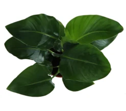 Strelitzia In 17cm Terracotta Plastic Grow Pot -Gardens and Outdoor strelitzia in 17cm terracotta plastic grow pot5059340224374 36c