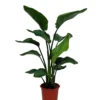 Strelitzia In 21cm Terracotta Plastic Grow Pot -Gardens and Outdoor strelitzia in 21cm terracotta plastic grow pot5059340224404 02c