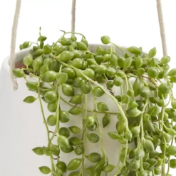 String Of Beads In 13cm White Ceramic Hanging Pot -Gardens and Outdoor string of beads in 13cm white ceramic hanging pot3663602497356 36c bq
