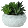 Succulent In 14cm Assorted Ceramic Decorative Pot 1 Succulent In 14cm Assorted Ceramic Decorative Pot -Gardens and Outdoor succulent in 14cm assorted ceramic decorative pot3663602463368 02c