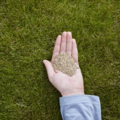 Verve Easy Start Coated Grass Seeds, 1.5kg -Gardens and Outdoor verve easy start coated grass seeds 1 5kg3663602947493 01i