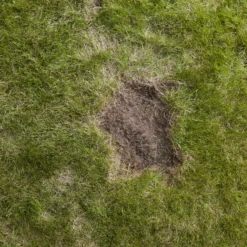 Verve Easy Start Coated Grass Seeds, 1.5kg -Gardens and Outdoor verve easy start coated grass seeds 1 5kg3663602947493 04i