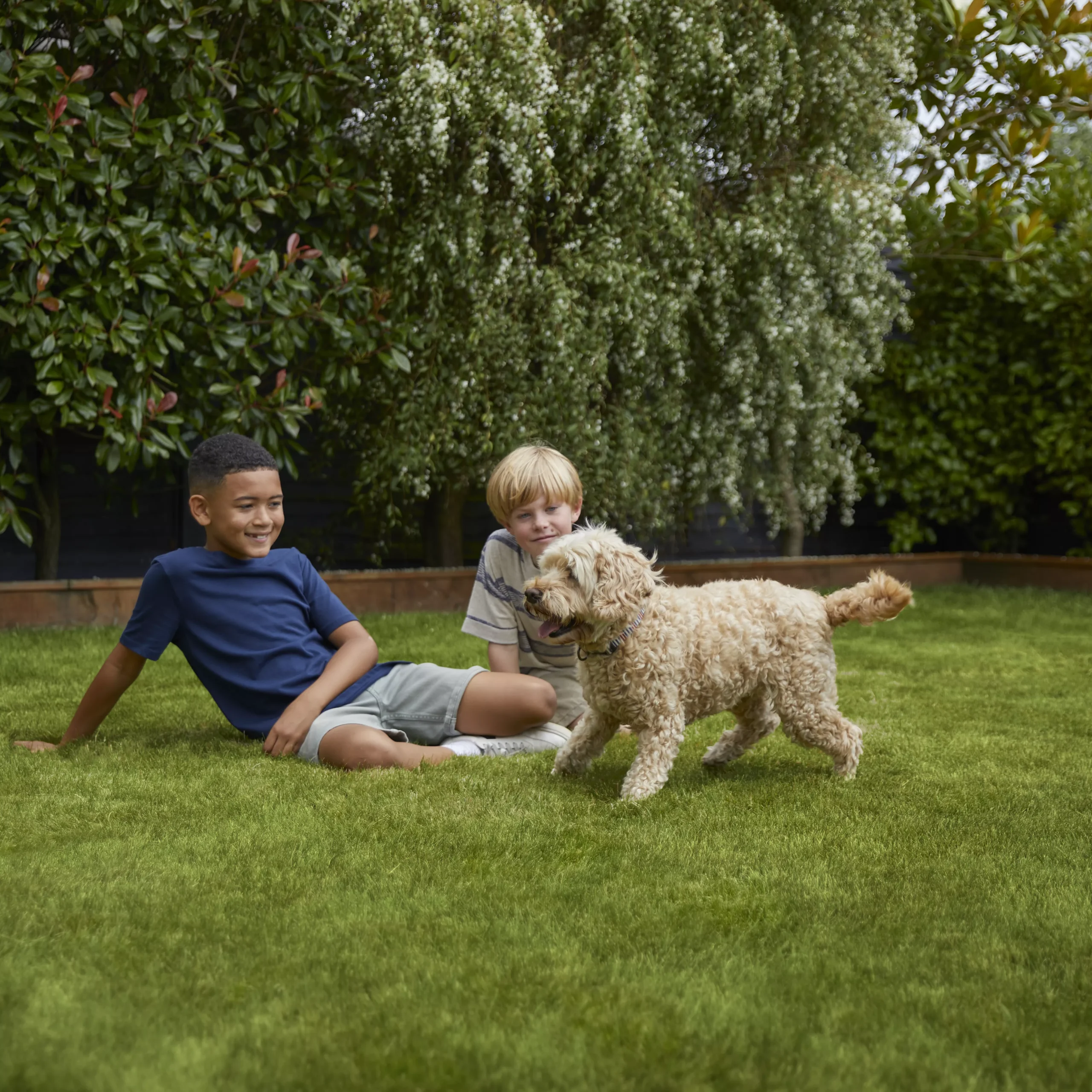 Verve Family & Sports Grass Seeds, 10kg 8 Verve Family & Sports Grass Seeds, 10kg - Image 6