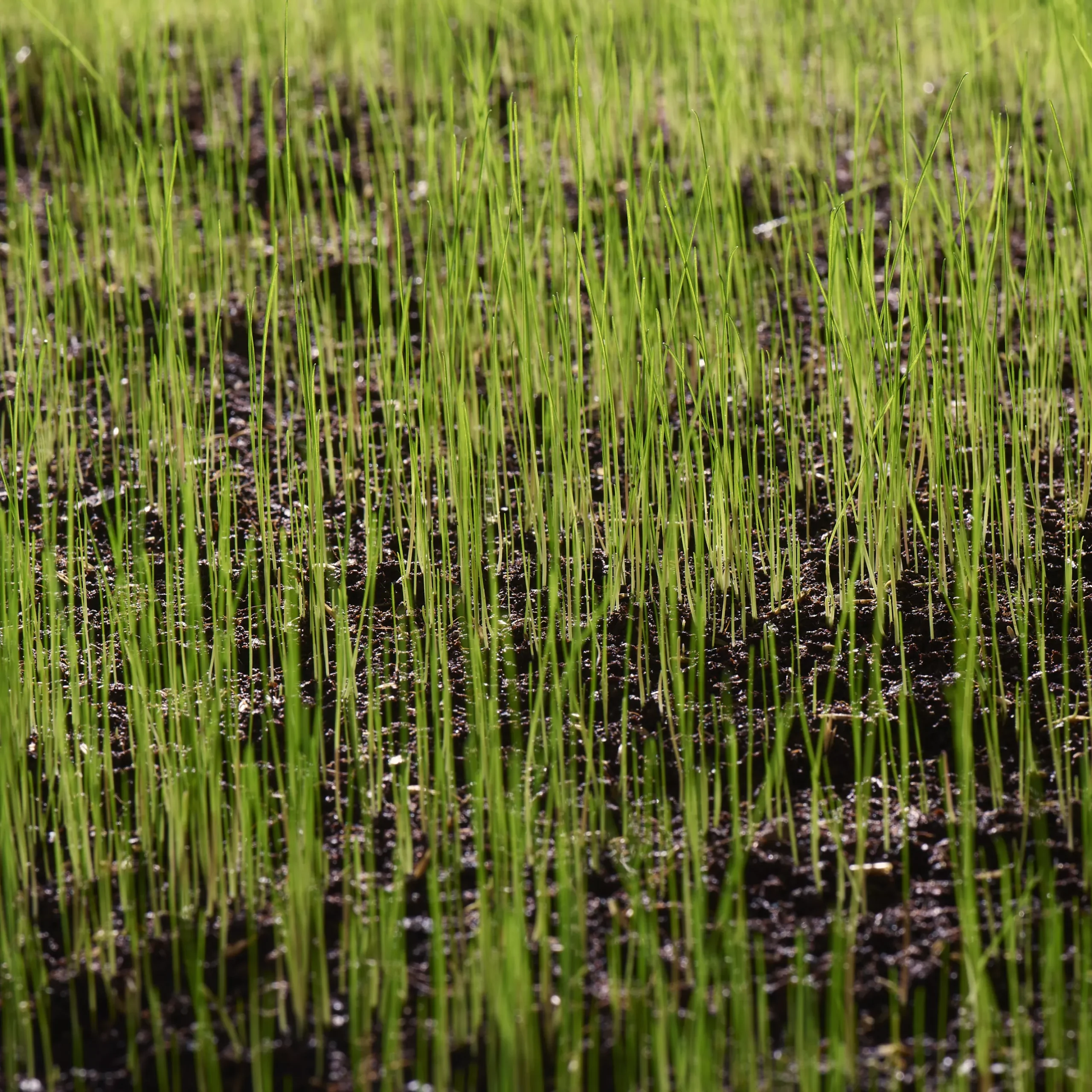 Verve Family & Sports Grass Seeds, 10kg 13 Verve Family & Sports Grass Seeds, 10kg - Image 11