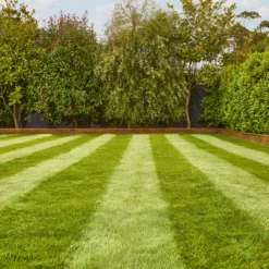 Verve Fine English Grass Seeds, 1.25kg -Gardens and Outdoor verve fine english grass seeds 1 25kg3663602947592 01i