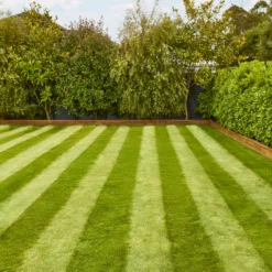 Verve Fine English Grass Seeds, 1.25kg -Gardens and Outdoor verve fine english grass seeds 1 25kg3663602947592 02i