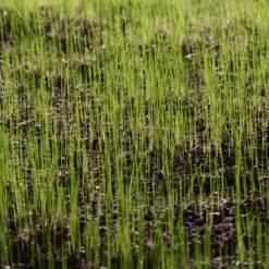 Verve Grass Seeds, 10kg -Gardens and Outdoor verve grass seeds 10kg3663602947516 10i