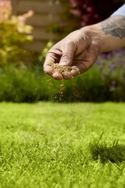 Verve Mamaterra Lawn Feed Granules 100m² 2.5kg -Gardens and Outdoor verve mamaterra lawn feed granules 100m 2 5kg5063022034779 02i