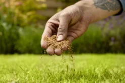 Verve Mamaterra Lawn Feed Granules 100m² 2.5kg -Gardens and Outdoor verve mamaterra lawn feed granules 100m 2 5kg5063022034779 03i