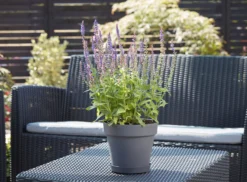 Verve Nurgul Peyote Rectangular Trough -Gardens and Outdoor verve nurgul peyote rectangular trough5059340387949 21c