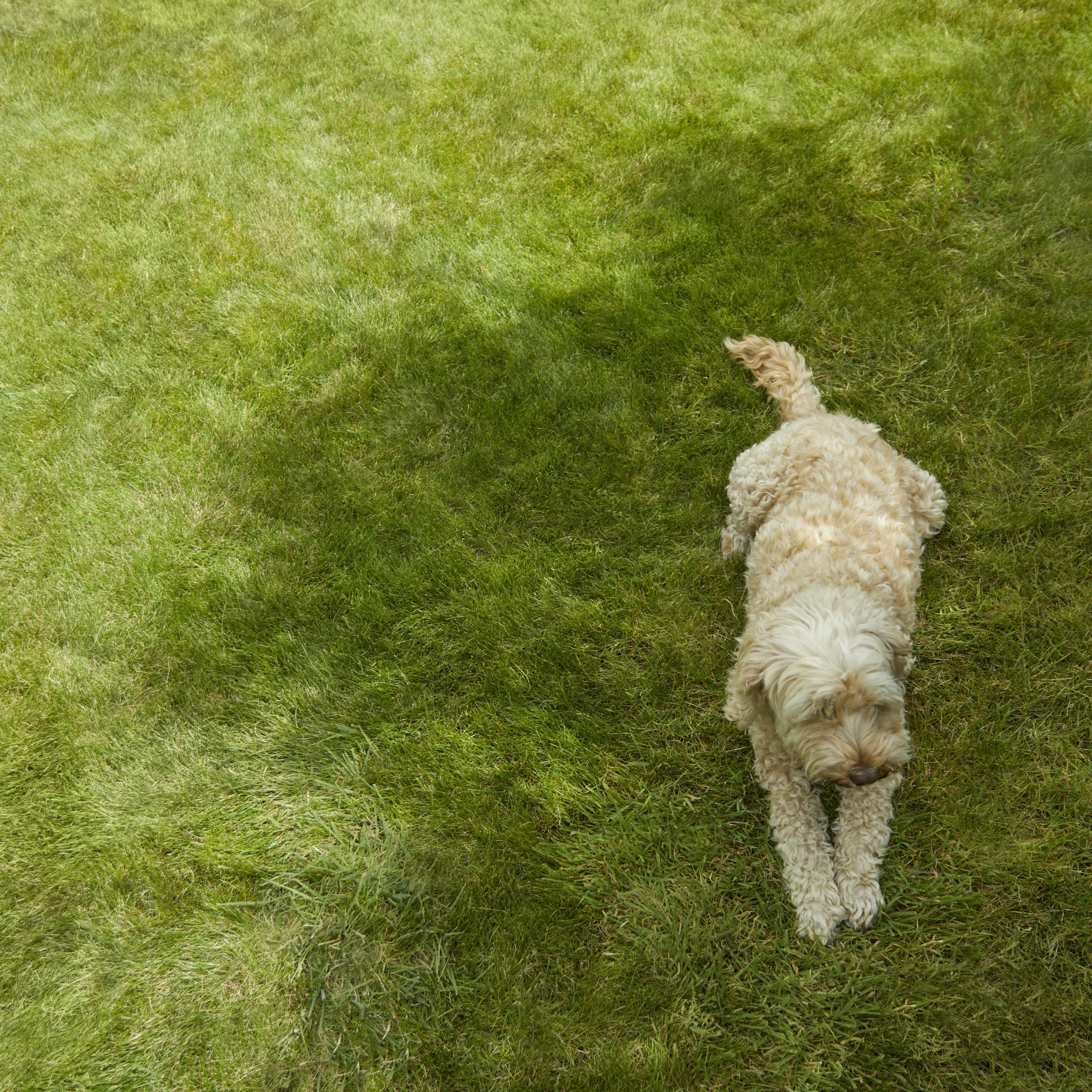 Verve Shady Grass Seeds, 1.25kg 5 Verve Shady Grass Seeds, 1.25kg - Image 3