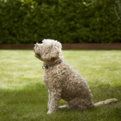 Verve Shady Grass Seeds, 1.25kg 11 Verve Shady Grass Seeds, 1.25kg -Gardens and Outdoor verve shady grass seeds 1 25kg3663602947554 02i