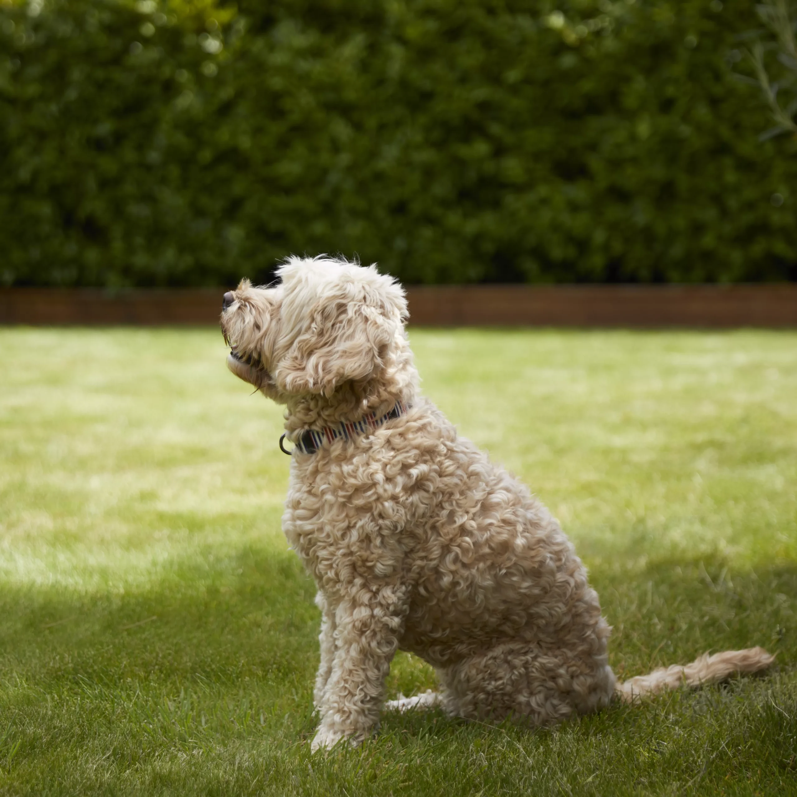 Verve Shady Grass Seeds, 1.25kg 6 Verve Shady Grass Seeds, 1.25kg - Image 4