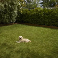 Verve Shady Grass Seeds, 1.25kg 12 Verve Shady Grass Seeds, 1.25kg -Gardens and Outdoor verve shady grass seeds 1 25kg3663602947554 03i