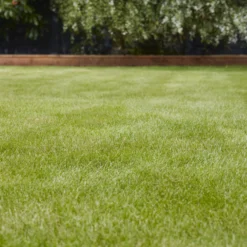 Verve Universal Grass Seeds, 5kg -Gardens and Outdoor verve universal grass seeds 5kg3663602947455 01i