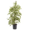 Weeping Fig In 21cm Black Plastic Grow Pot