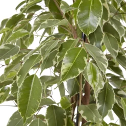 Weeping Fig In 21cm Black Plastic Grow Pot 8 Weeping Fig In 21cm Black Plastic Grow Pot -Gardens and Outdoor weeping fig in 21cm black plastic grow pot3663602462606 37c bq