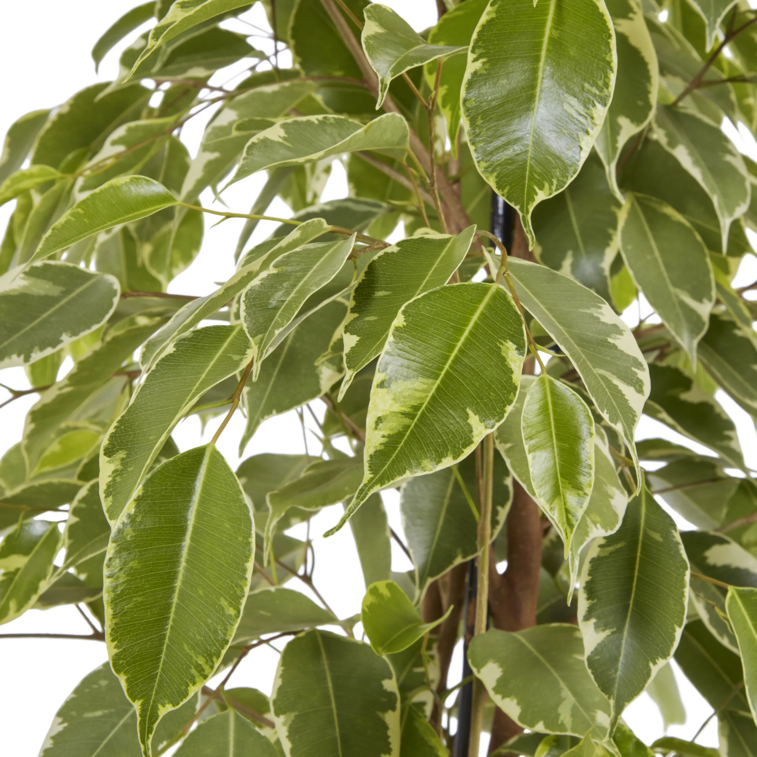 Weeping Fig In 21cm Black Plastic Grow Pot 6 Weeping Fig In 21cm Black Plastic Grow Pot - Image 4
