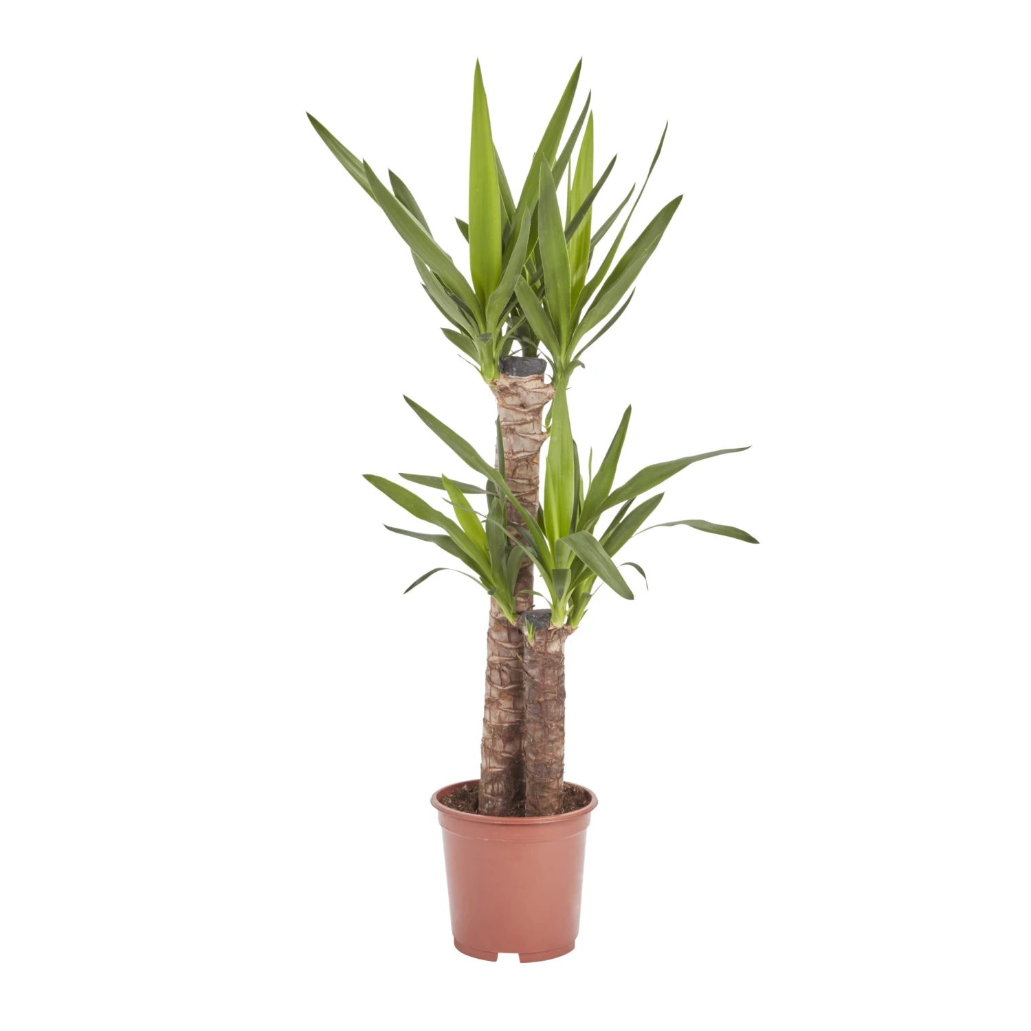Yucca In 19cm Terracotta Plastic Grow Pot 3 Yucca In 19cm Terracotta Plastic Grow Pot