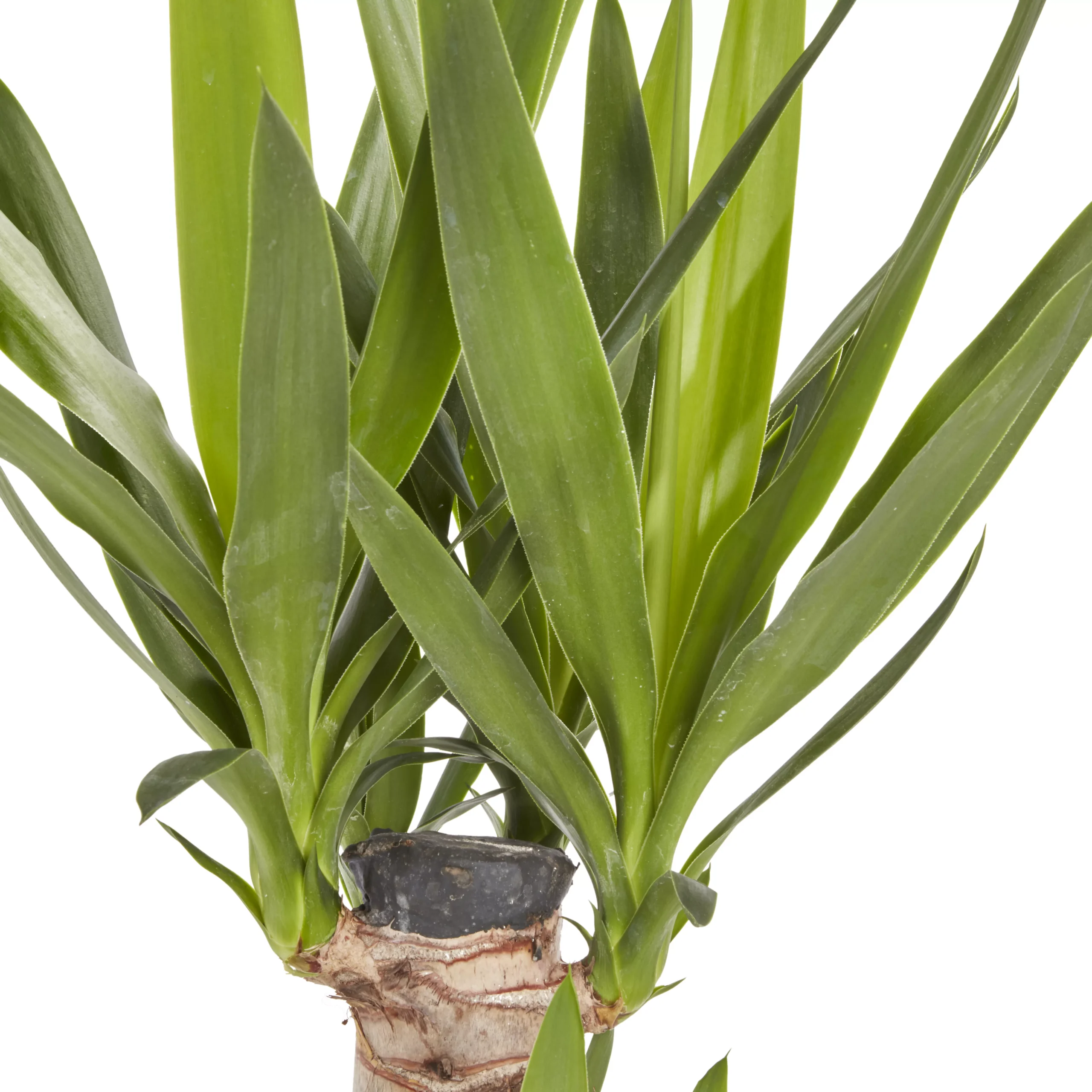 Yucca In 19cm Terracotta Plastic Grow Pot 4 Yucca In 19cm Terracotta Plastic Grow Pot - Image 2