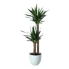 Yucca In 24cm Assorted Ceramic Decorative Pot 1 Yucca In 24cm Assorted Ceramic Decorative Pot -Gardens and Outdoor yucca in 24cm assorted ceramic decorative pot5059340832647 02c