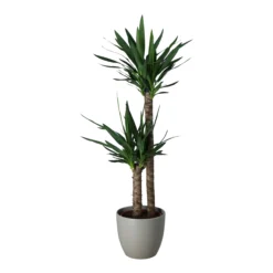 Yucca In 24cm Assorted Ceramic Decorative Pot -Gardens and Outdoor yucca in 24cm assorted ceramic decorative pot5059340832647 21c