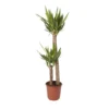 Yucca In 24cm Terracotta Plastic Grow Pot -Gardens and Outdoor yucca in 24cm terracotta plastic grow pot3663602462392 02c bq