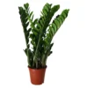 Zamiolculcas In 21cm Terracotta Plastic Grow Pot -Gardens and Outdoor zamiolculcas in 21cm terracotta plastic grow pot5059340224541 02c